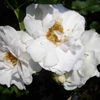 Роза морщинистая "White Roadrunner"